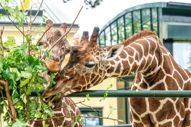 Discover Schönbrunn Zoo: The World’s Oldest Zoo in Vienna